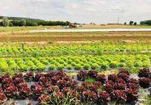 Les vergers de Cormeilles en Parisis